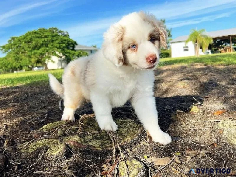 Beautiful Australians Shepherd Puppies