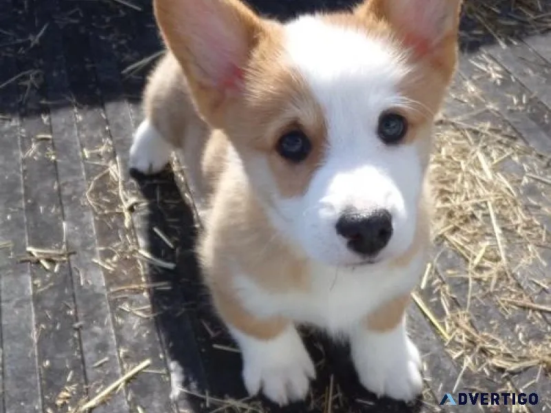 Full Pembroke Welsh Corgi puppies for sale