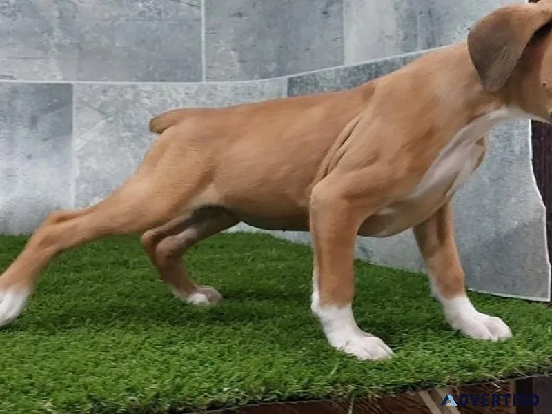 Beautiful Boxer Puppies for sale