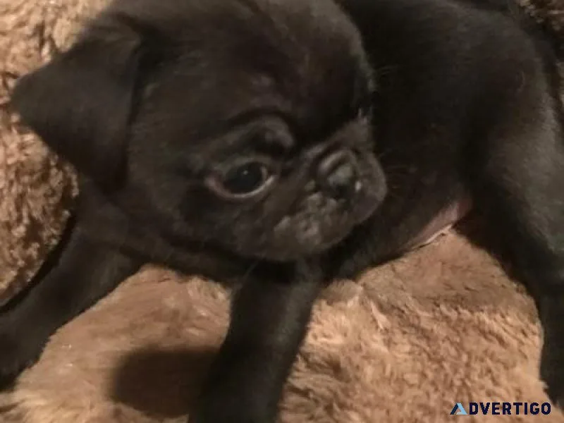 Gorgeous Pug puppies for sale