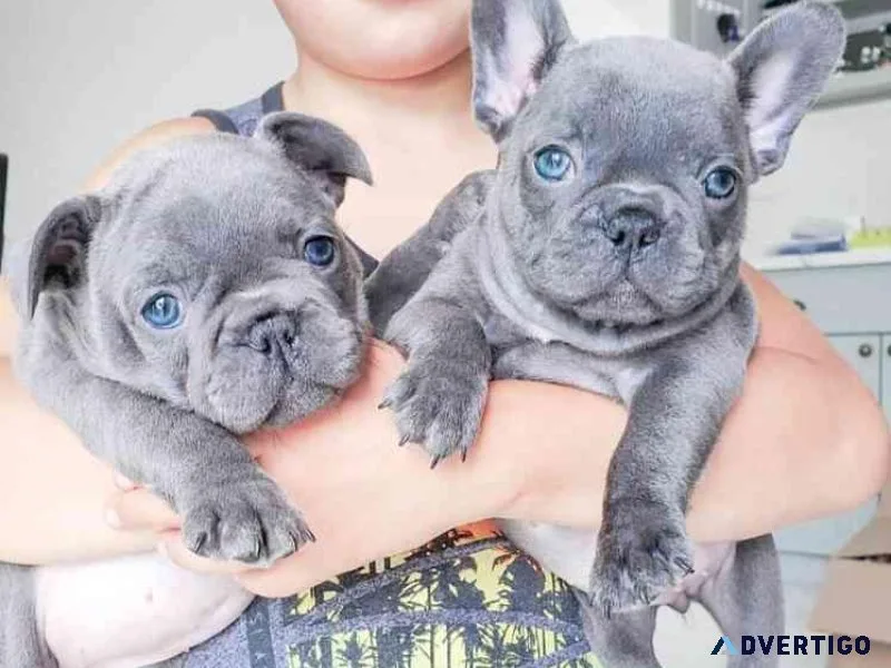 French bull dog puppies perfectly ready for new home
