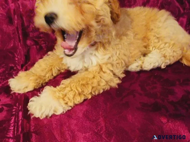 Akc female toy poodle puppy