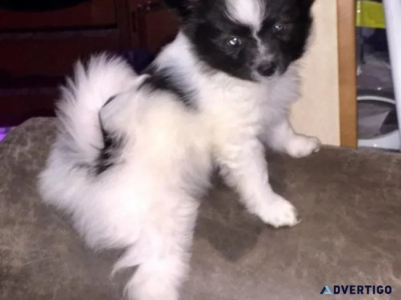 Home raised Papillon puppies for sale
