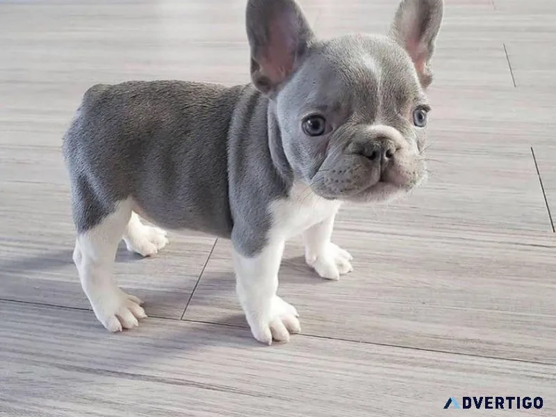Fantastic 4 French Bulldog Puppies