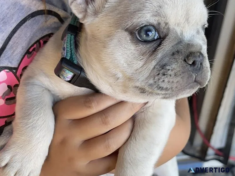 Cream Merle French Bulldog Puppy