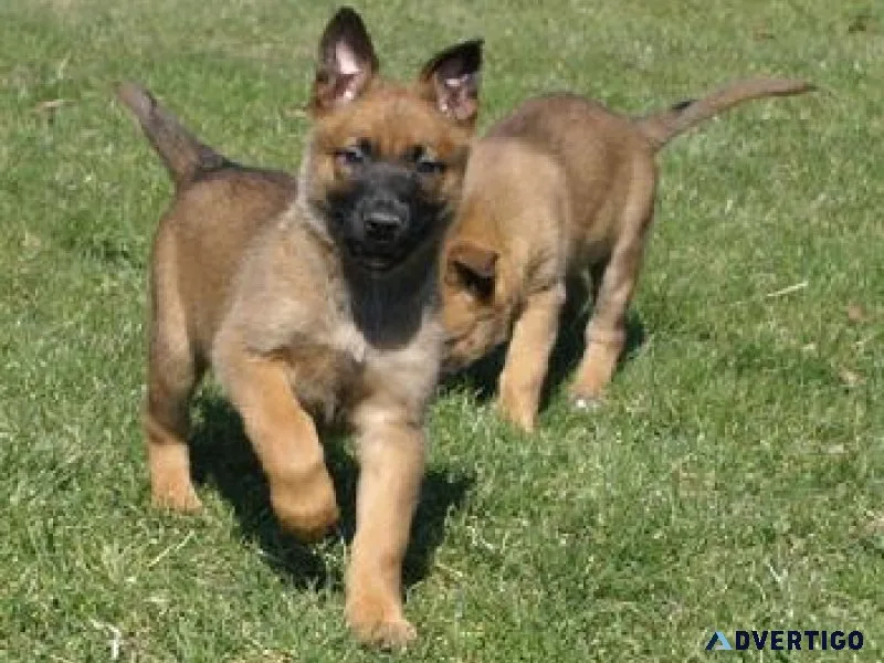 Well Trained Belgian Malinois puppies for sale