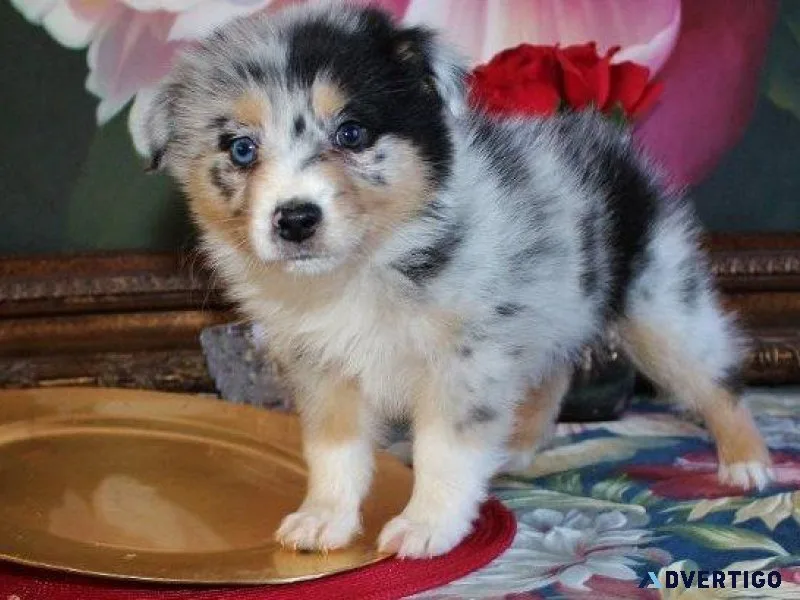 AKC Australian Shepherd Puppies for sale