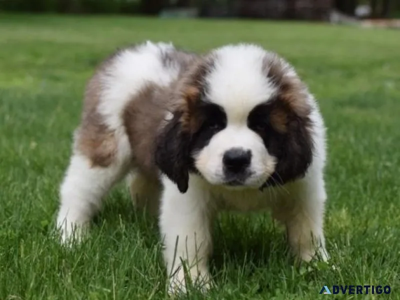 Well Socialized Saint Bernard puppies for sale
