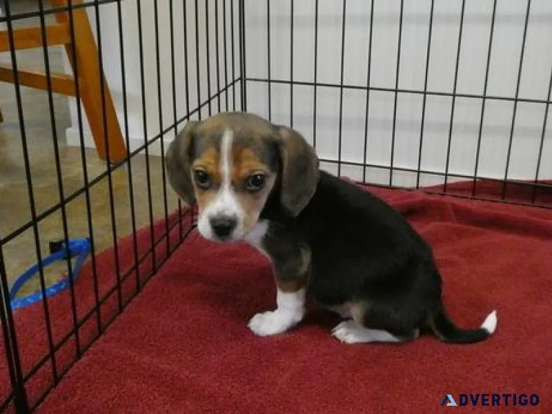Gorgeous Beagle puppies for sale.