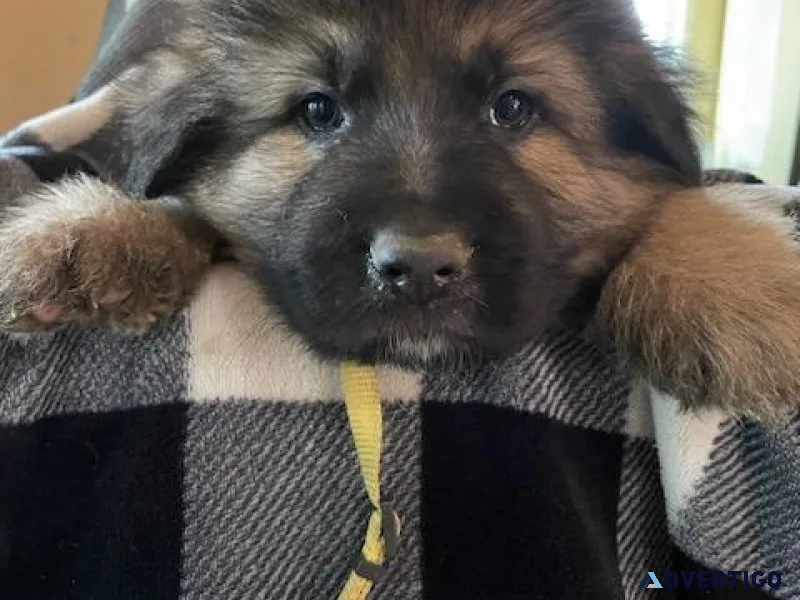 German shepherd puppies