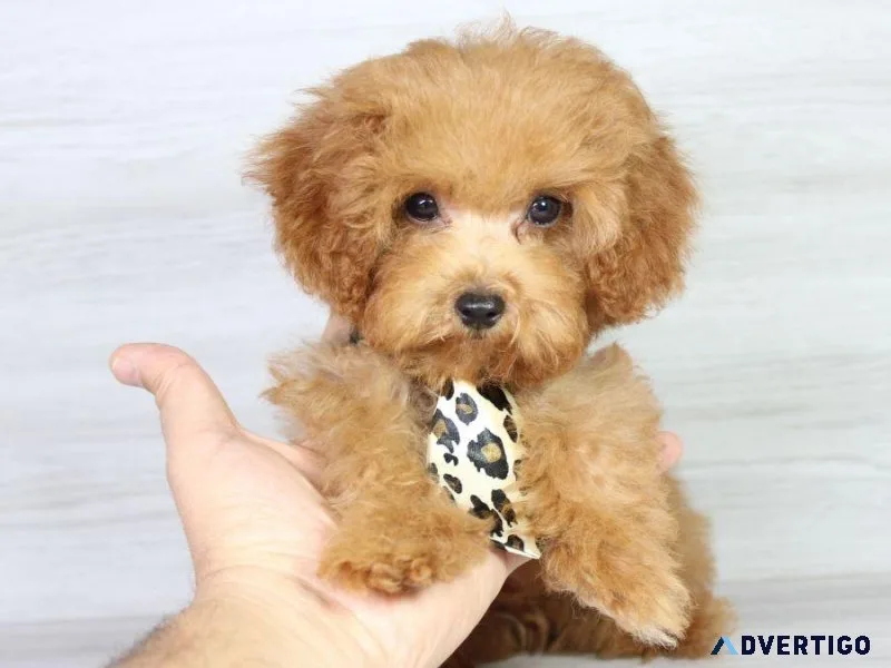 Poodle Puppies Perfection Looking For You