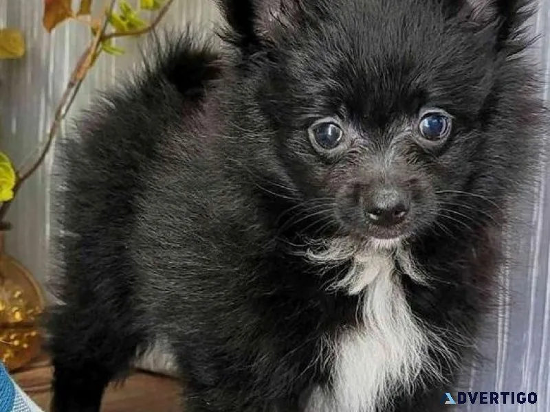 Beautiful Pomeranian puppies for sale.