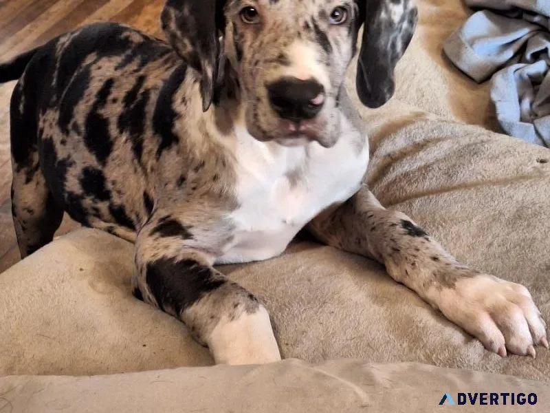 Great Dane puppies