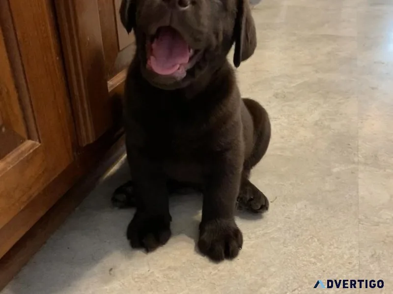 Chocolate labs English style