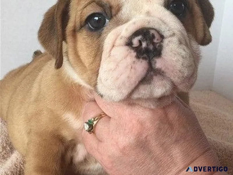 Lovely English Bulldog Puppies