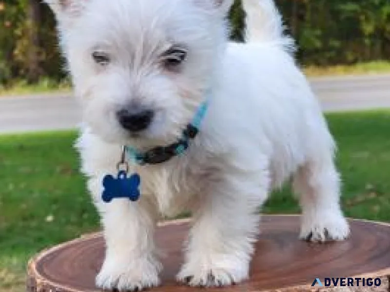 West Highland White Terrier (Westie) puppies