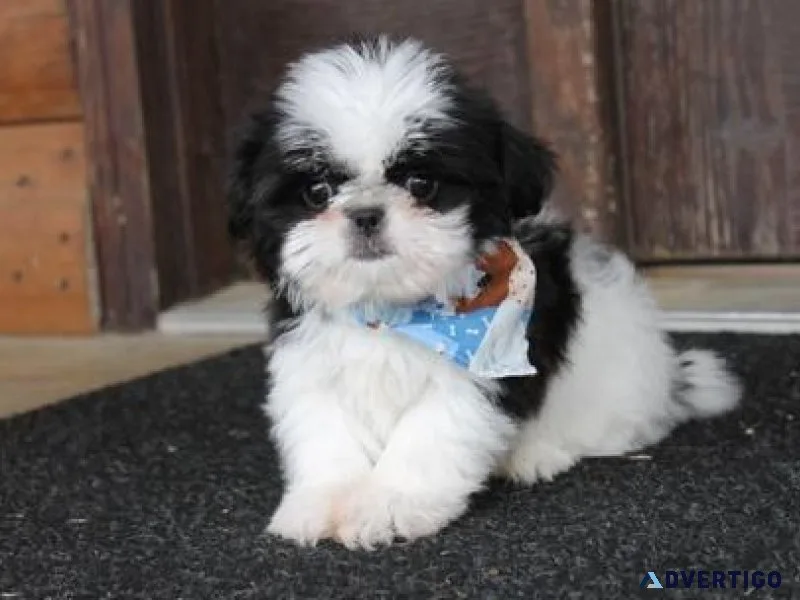 Adorable Shih Tzu puppies for sale