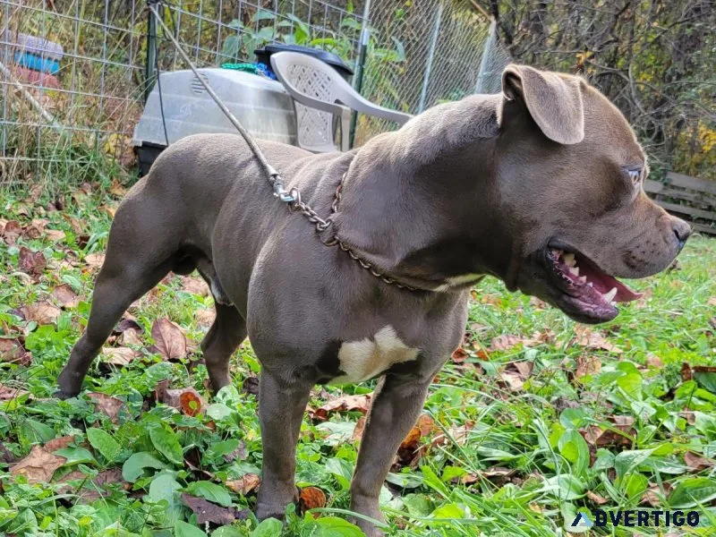 American Bully stud available