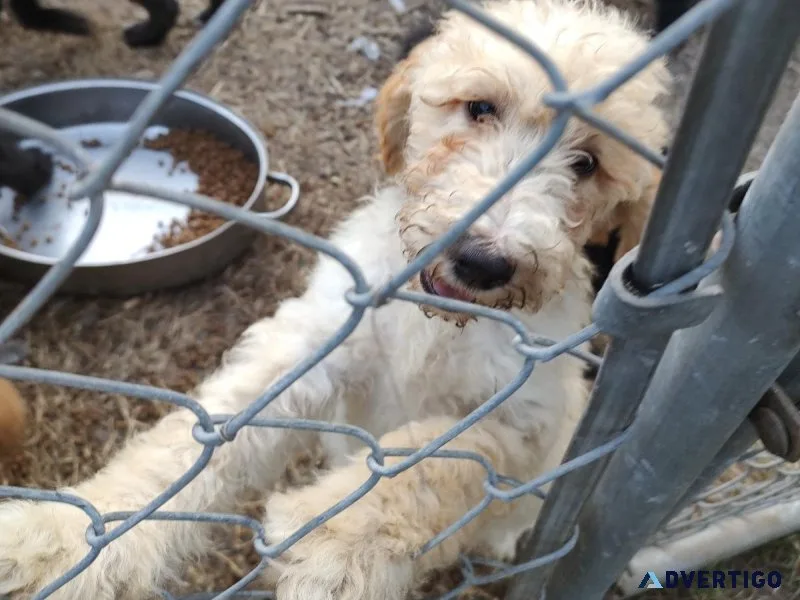 Standard Poodle Puppies