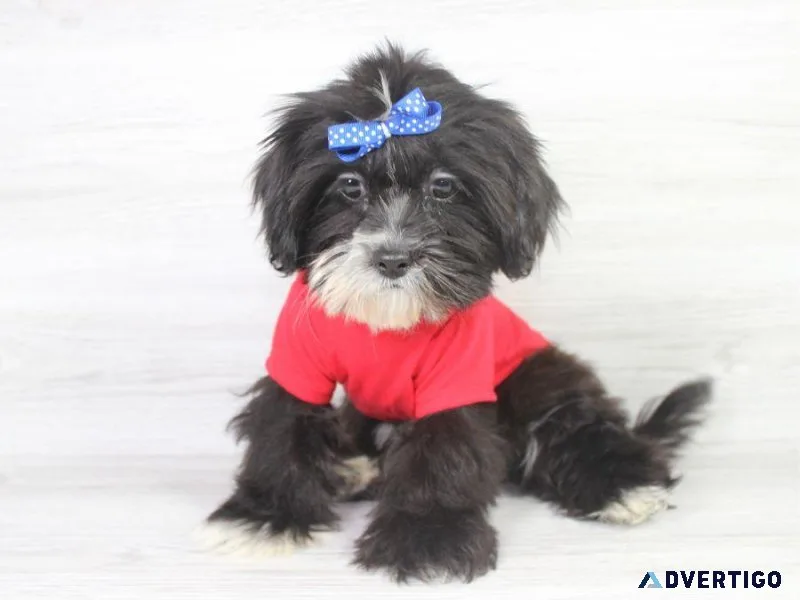 Rare HavaTzu Puppy Ready For A New Home