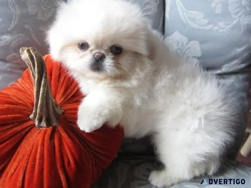 CKC Pekingese puppies for sale.