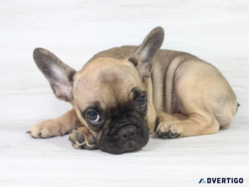 French Bulldog Beauty Puppy For Sale