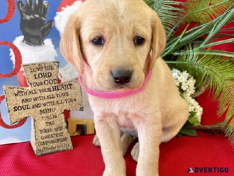 Labrador Retriever
