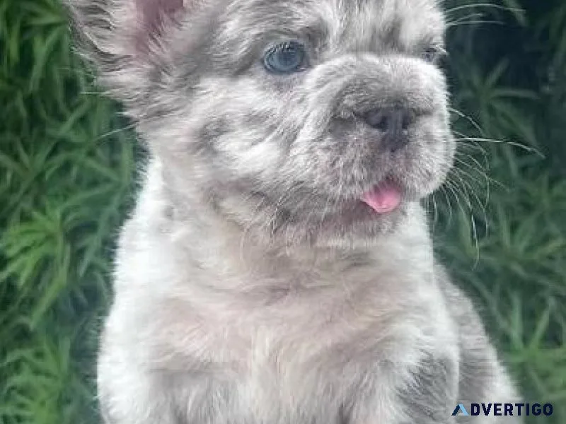 Adorable Frenchie puppies