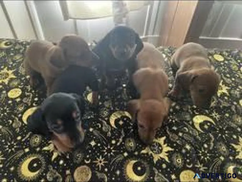 Dachshund puppies for adoption.