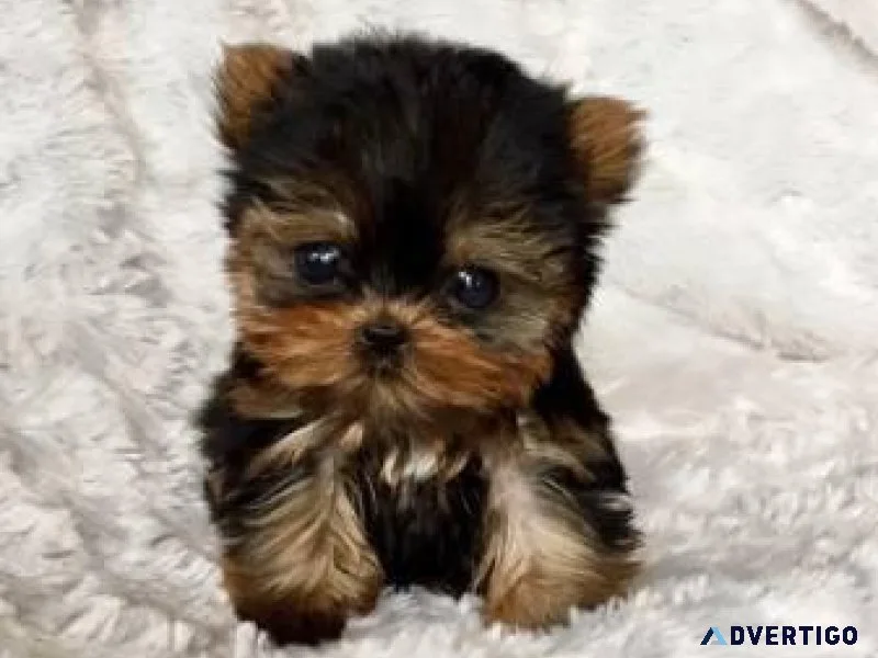 Rehoming yorkie terrier pups