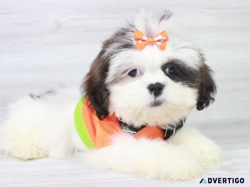 Lhasa Apso Puppy For Sale