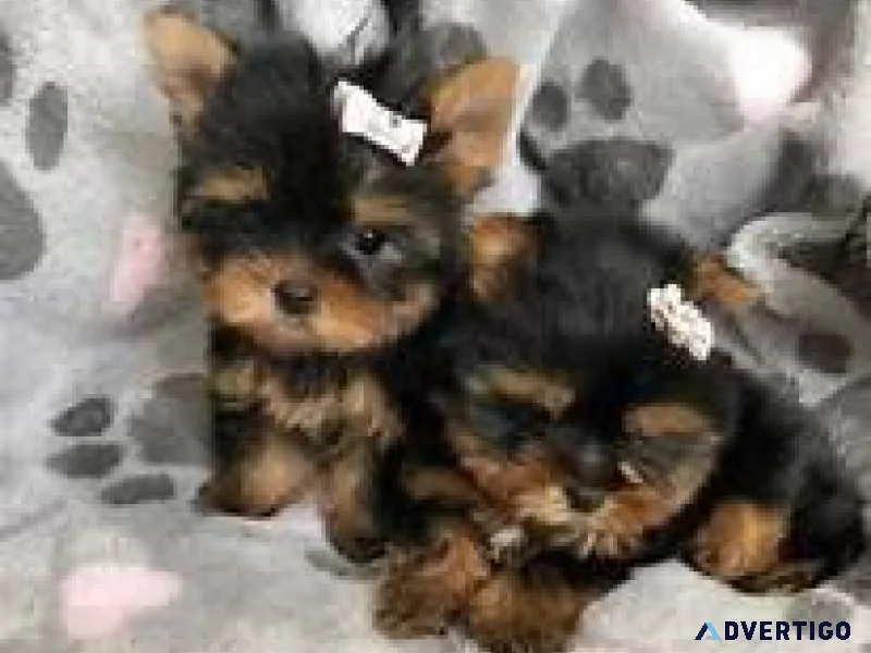 Small Yorkie puppies