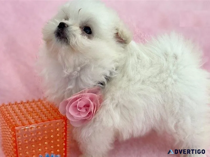 Healthy Maltipom puppies for sale