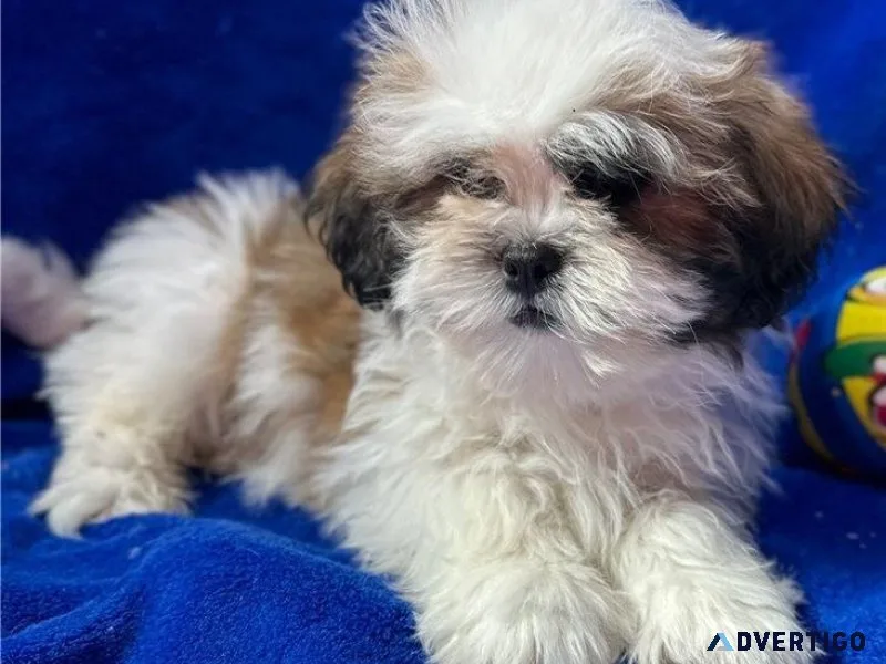 Healthy Lhasa Apso puppies for sale