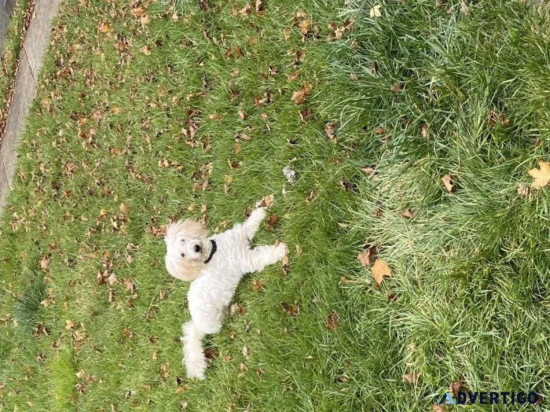 Male Mini GoldenDoodle