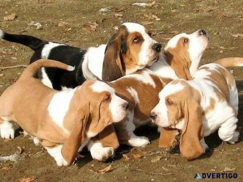 Two Affectionate Basset Hound Puppies