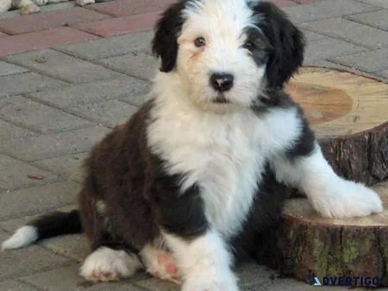 Gorgeous Old English Sheepdog puppies for sale.