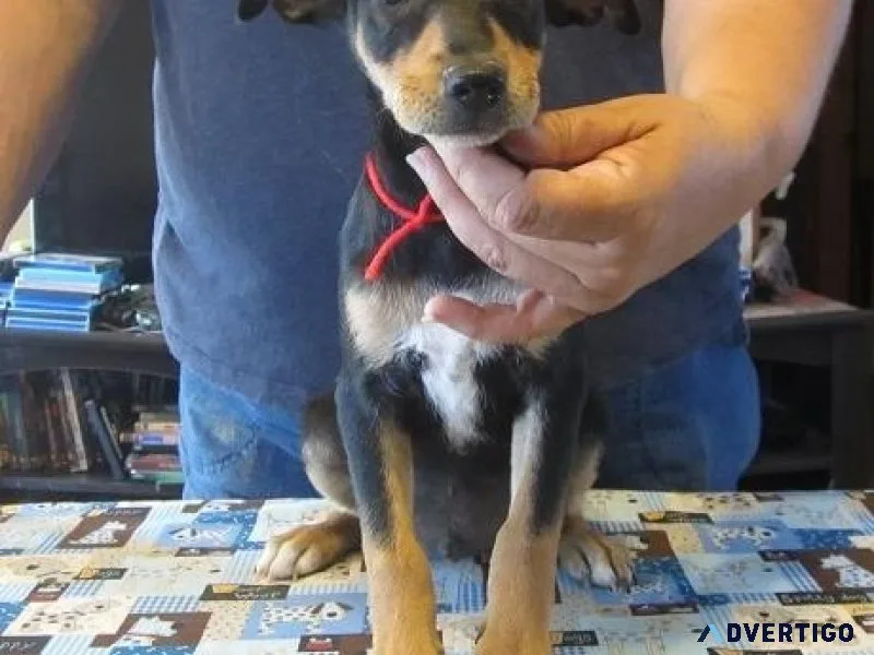 Adorable Mountain feist puppies for sale