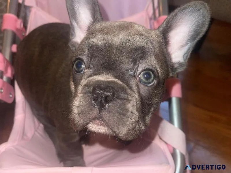 French Bulldog Puppy