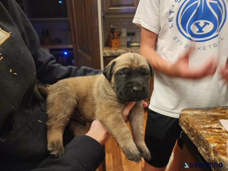 AKC  English Mastiff Puppies