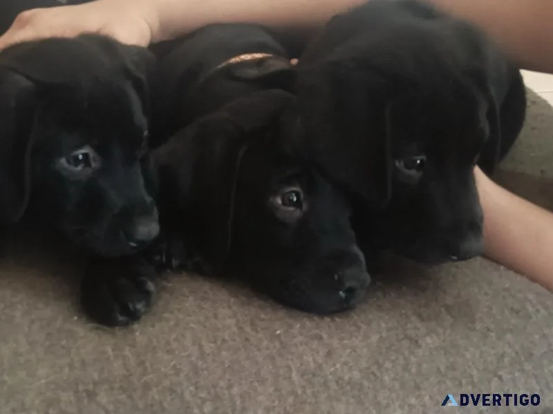 Black lab mixed puppies