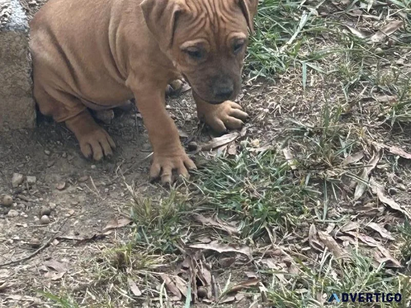 APBT PUPS FOR SALE