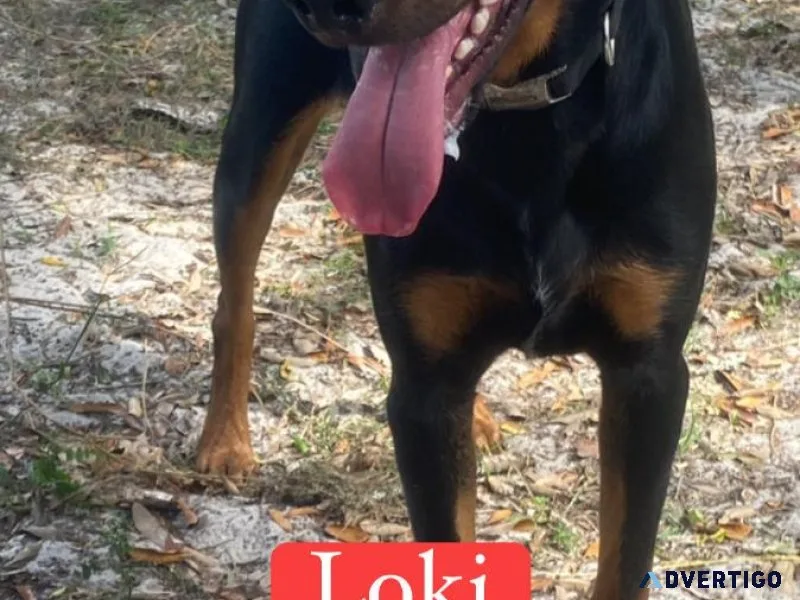 Loki