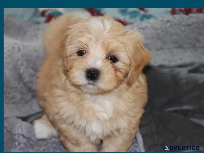 Maltipoo Puppies