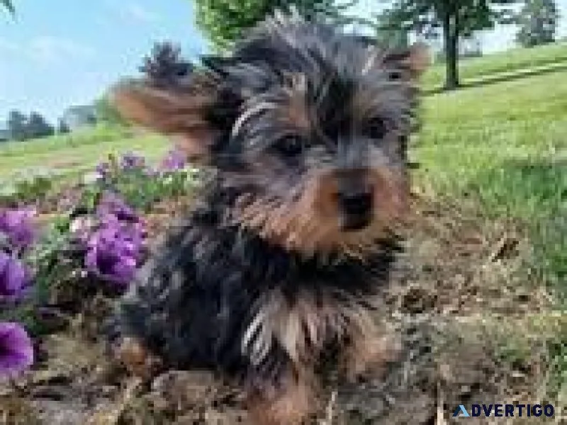 AKC female male Yorkie puppy available