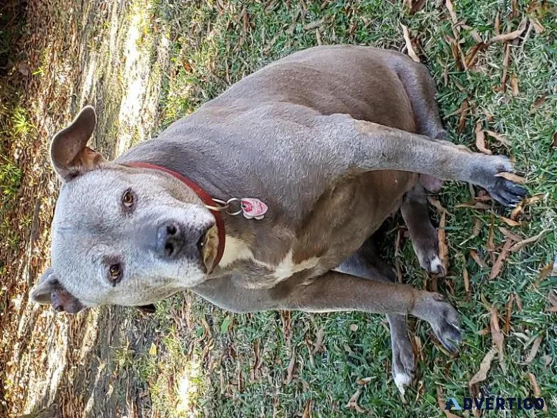 Blue Pit bull dog