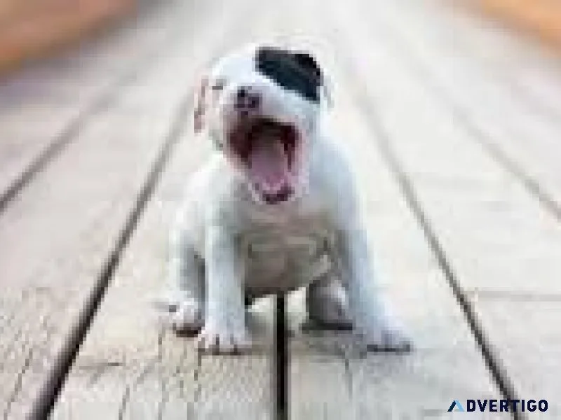 pit bull ......7300930479