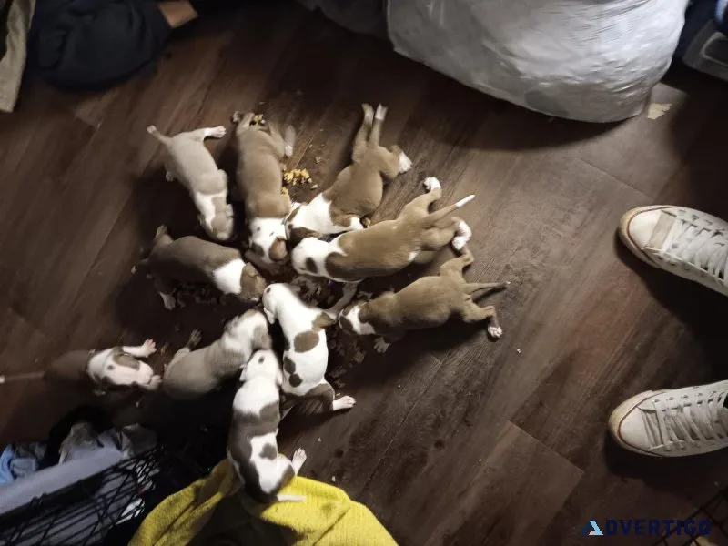 XL America pit bull pup s