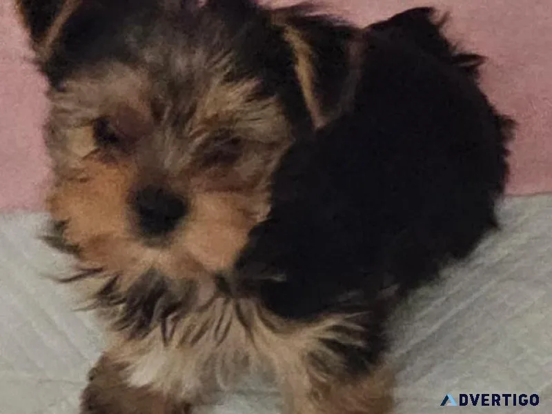 Toy yorkie puppy