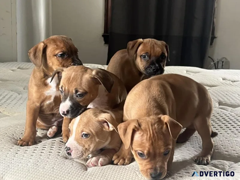 All American pitpups